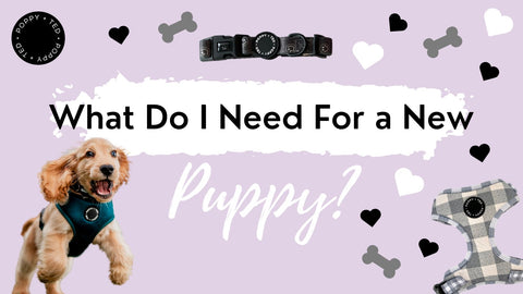 The Ultimate New Puppy Checklist and Care Guide