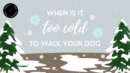 When is it Too Cold to Walk your Dog?