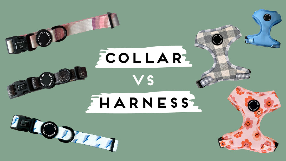 Harness Vs Collar: Which Is Better For Your Dog?