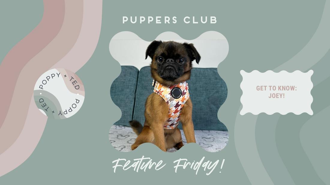 Puppers Club Feature Friday! Get To Know: Joey the Griffon Bruxellois