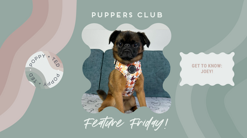 Puppers Club Feature Friday! Get To Know: Joey the Griffon Bruxellois