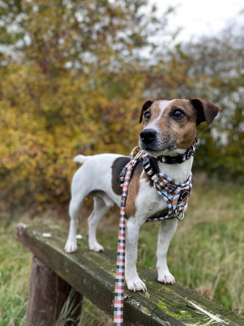 Walk + Wear | Dog Lead | Countryside Plaid