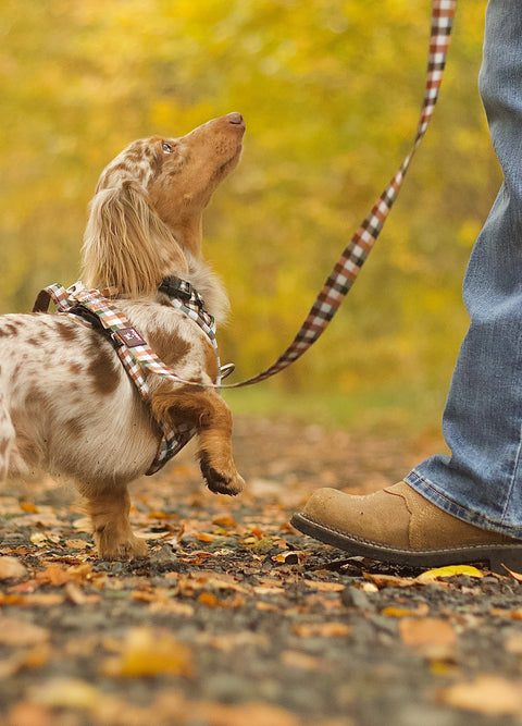 Walk + Wear | Dog Lead | Countryside Plaid