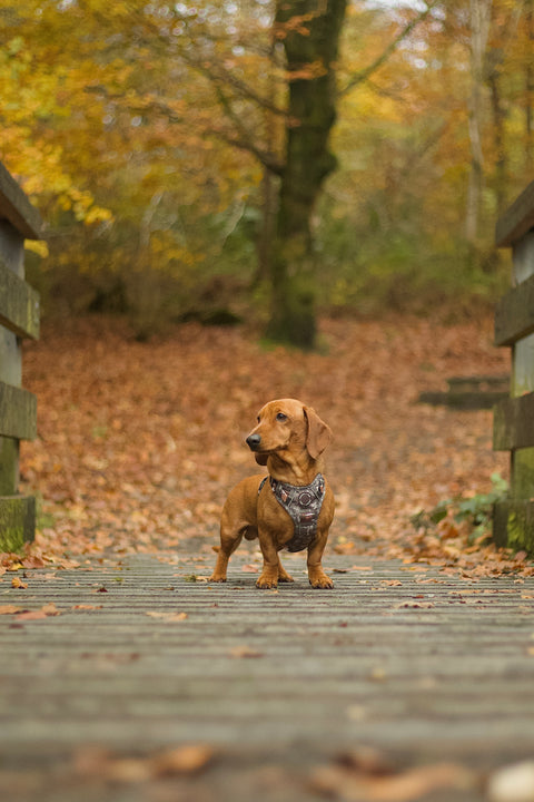 3-Click Tough Step-in Dog + Puppy Harness | Howdy Cowdog
