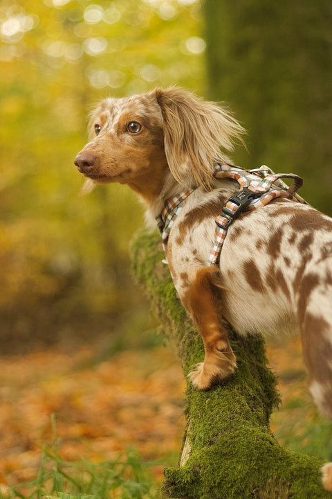 3-Click Tough Step-in Dog + Puppy Harness | Countryside Plaid