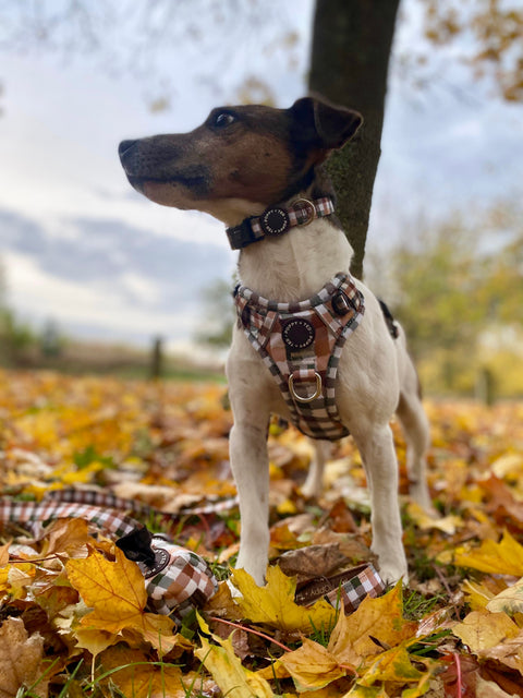 Walk + Wear | Dog Lead | Countryside Plaid