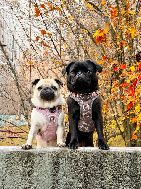 3-Click Tough Step-in Dog + Puppy Harness | Yeehaw Cowgirl