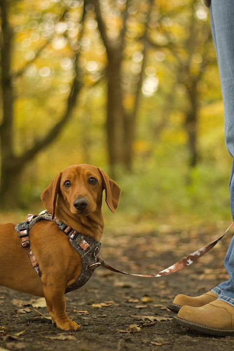 3-Click Tough Step-in Dog + Puppy Harness | Howdy Cowdog