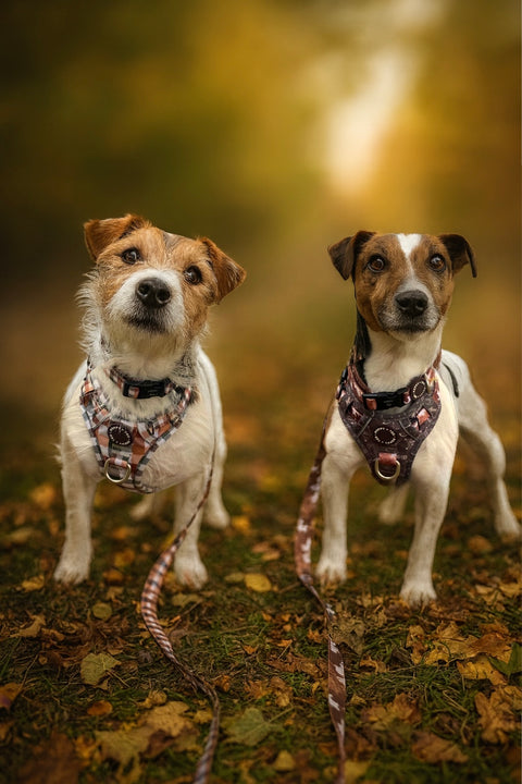 Walk + Wear | Dog Collar | Countryside Plaid