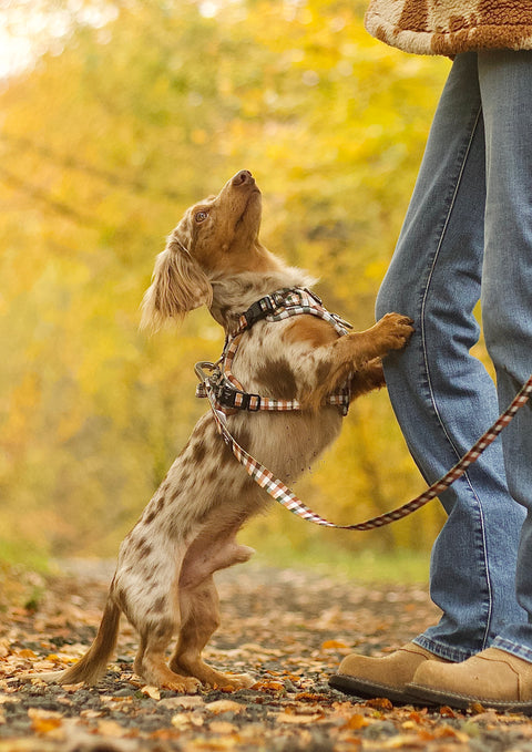 Walk + Wear | Dog Lead | Countryside Plaid