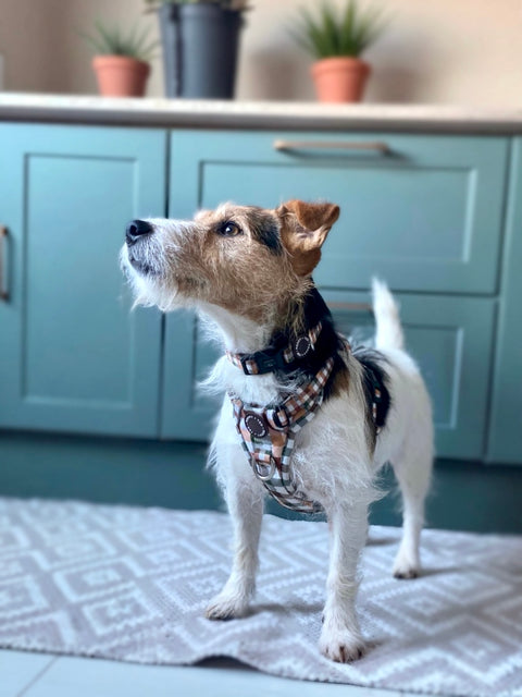 Walk + Wear | Dog Collar | Countryside Plaid