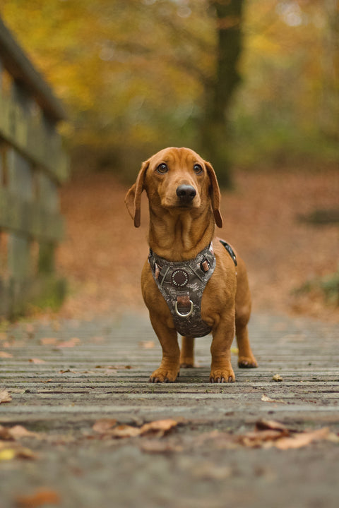 3-Click Tough Step-in Dog + Puppy Harness | Howdy Cowdog