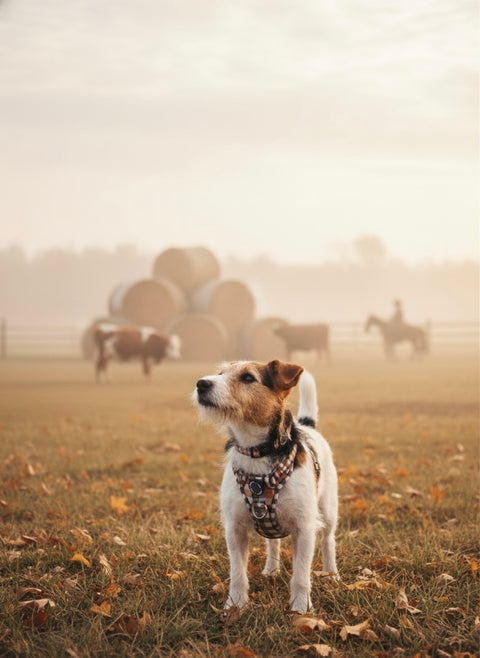 3-Click Tough Step-in Dog + Puppy Harness | Countryside Plaid