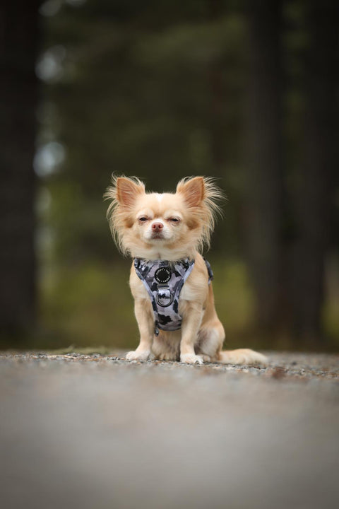 3-Click Tough Step-in Dog + Puppy Harness | The Camo