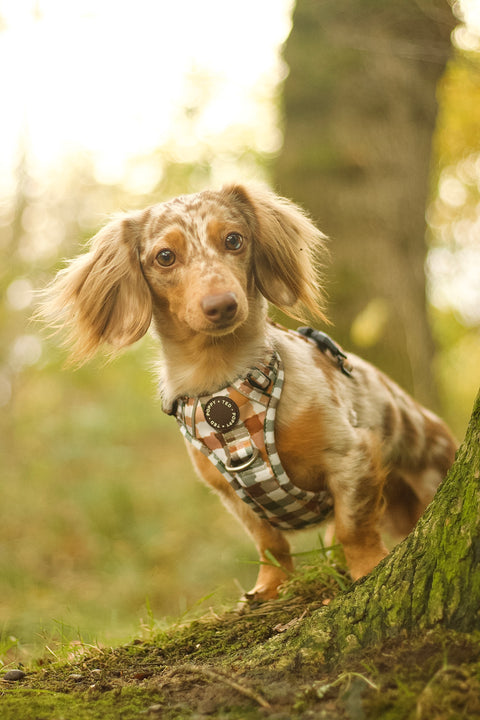 3-Click Tough Step-in Dog + Puppy Harness | Countryside Plaid