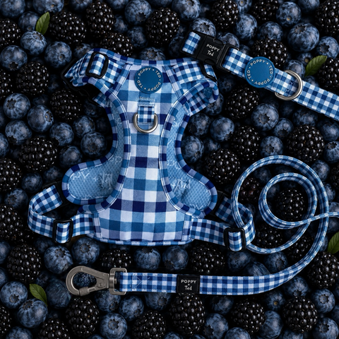 Walk + Wear | Dog Collar | Blueberry Plaid