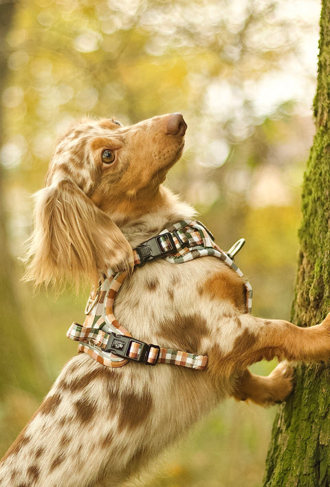 3-Click Tough Step-in Dog + Puppy Harness | Countryside Plaid