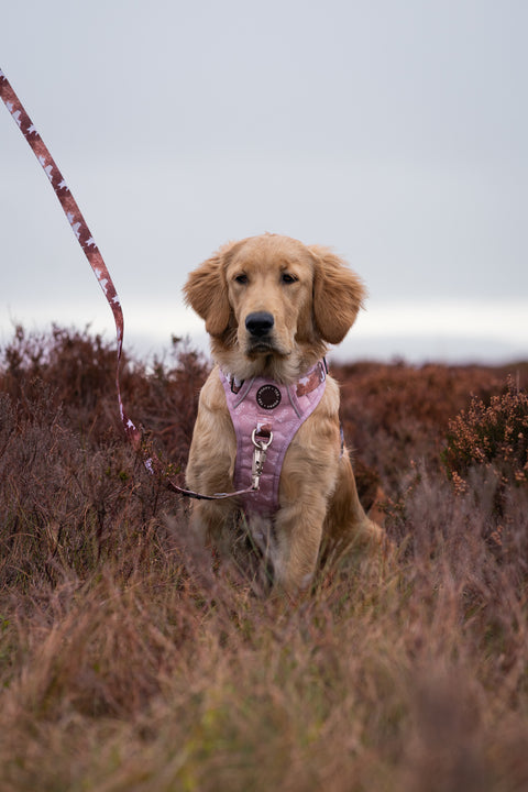 Walk + Wear | Dog Lead | Cowprint - Howdy Cowdog / Yeehaw Cowgirl