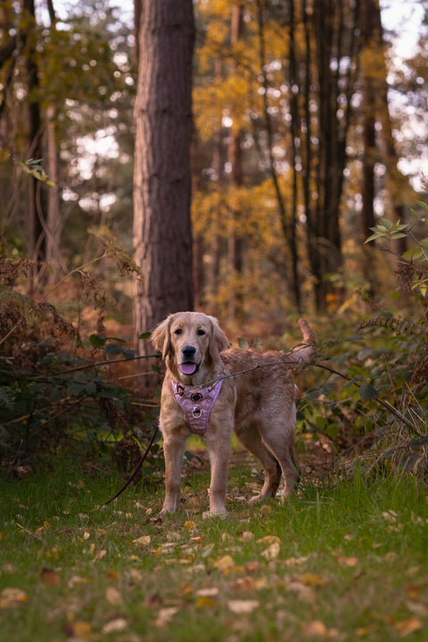 3-Click Tough Step-in Dog + Puppy Harness | Yeehaw Cowgirl