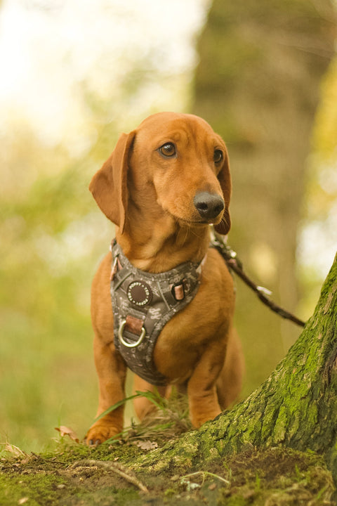 3-Click Tough Step-in Dog + Puppy Harness | Howdy Cowdog