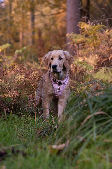 3-Click Tough Step-in Dog + Puppy Harness | Yeehaw Cowgirl