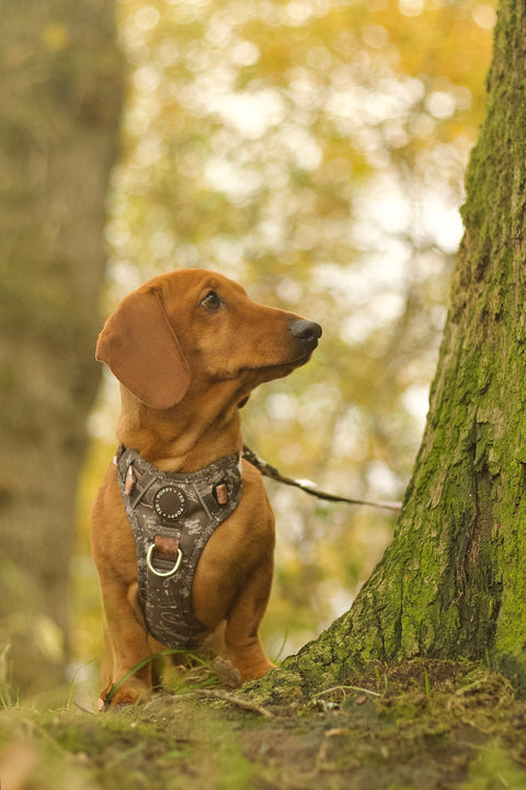 3-Click Tough Step-in Dog + Puppy Harness | Howdy Cowdog