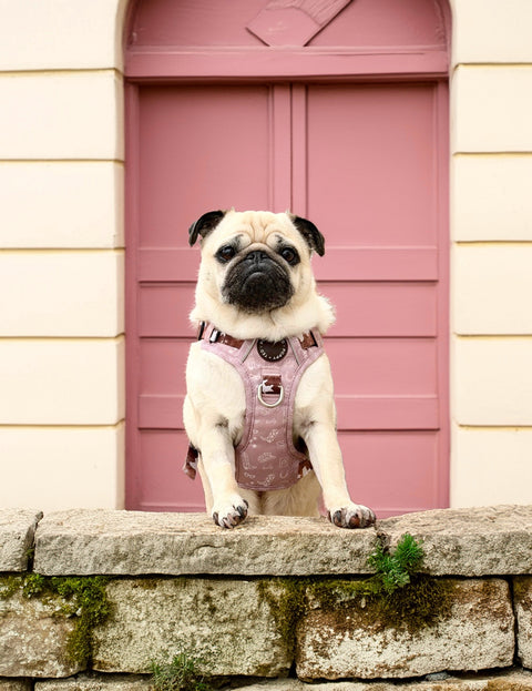 3-Click Tough Step-in Dog + Puppy Harness | Yeehaw Cowgirl