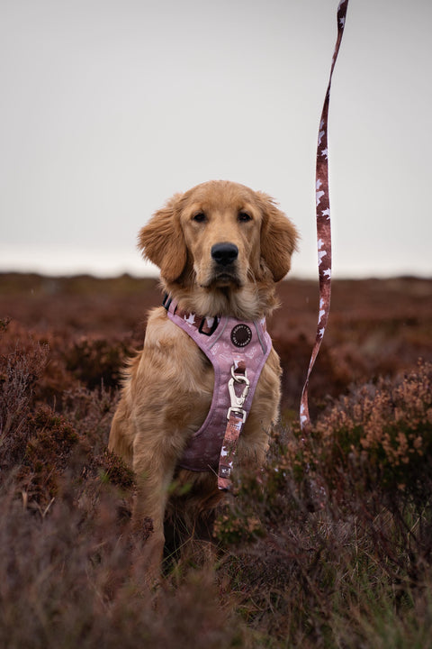 Walk + Wear | Dog Lead | Cowprint - Howdy Cowdog / Yeehaw Cowgirl