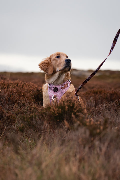 Walk + Wear | Dog Lead | Cowprint - Howdy Cowdog / Yeehaw Cowgirl