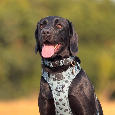 Walk + Wear | Dog Collar | Wild Leopard - Khaki