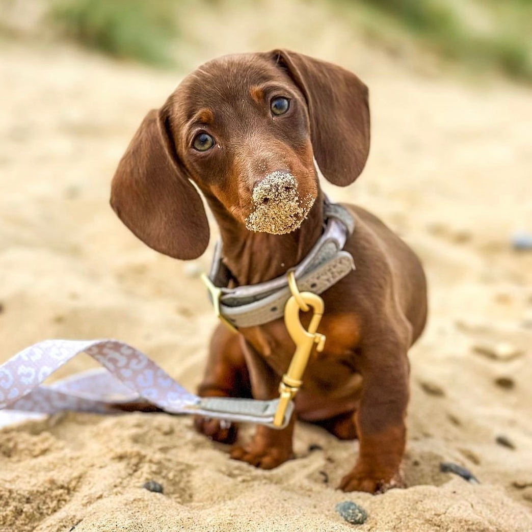 Miniature dachshund puppy sales collar