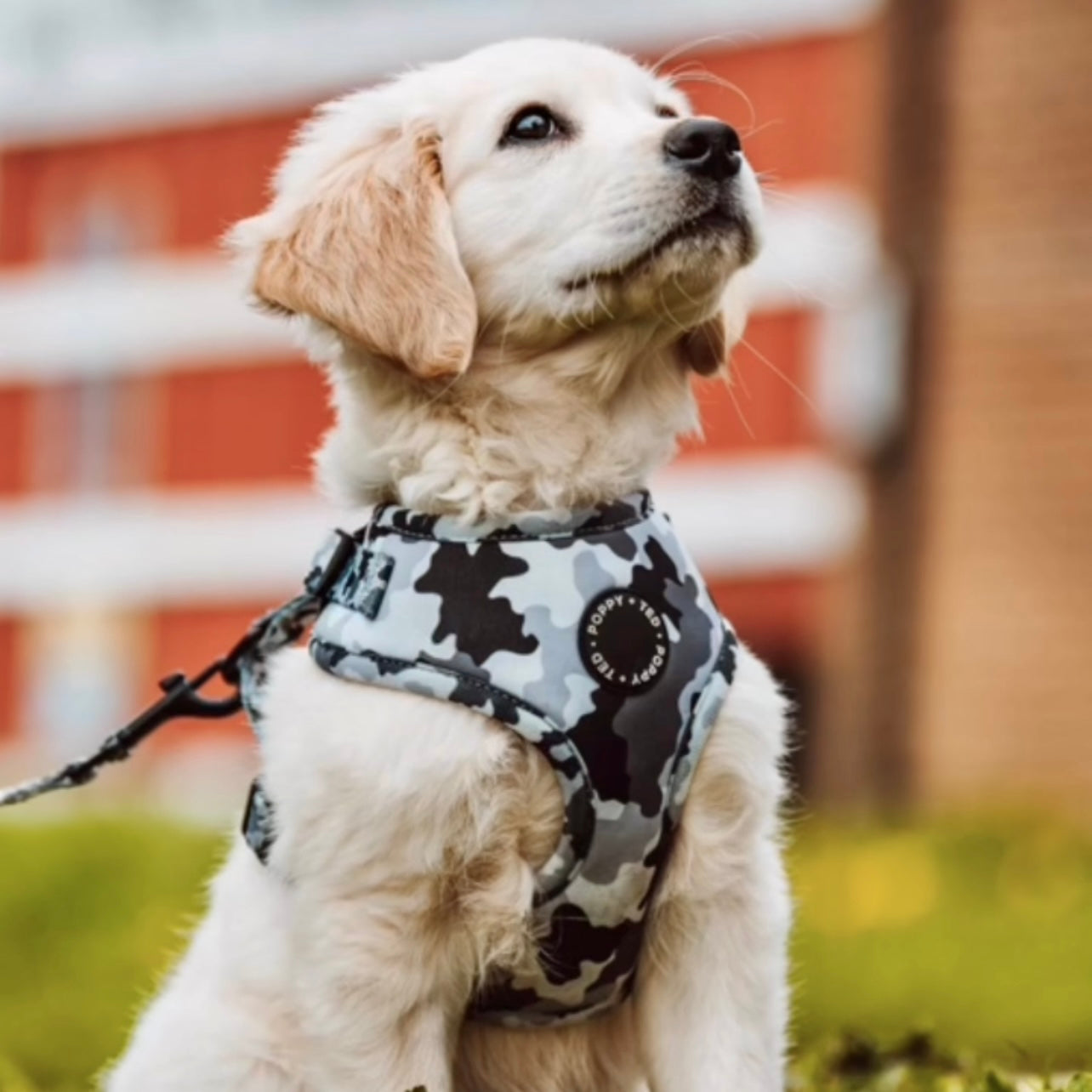 Walk + Wear | Adjustable Dog Harness | The Camo