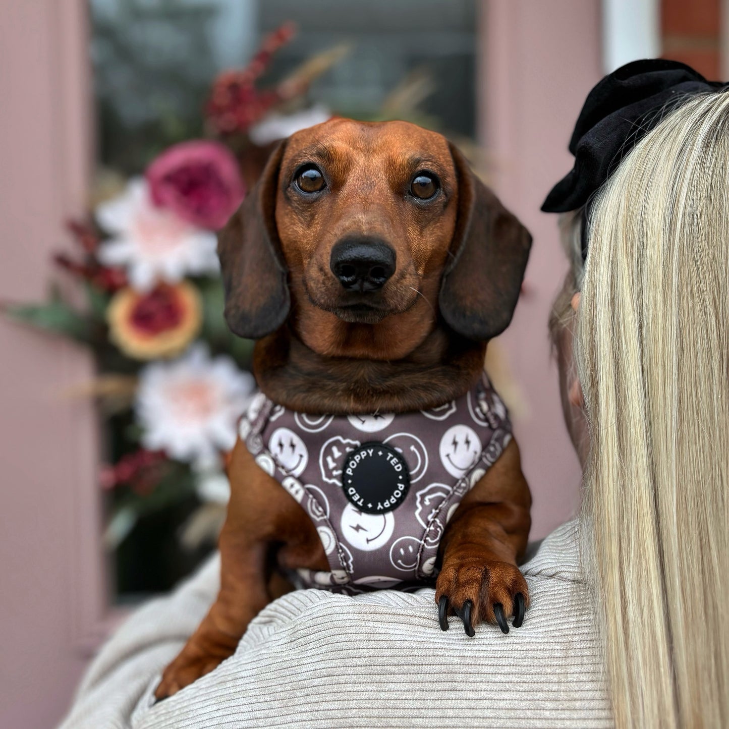 Adjustable Dog Harness | Coffee In The Morning