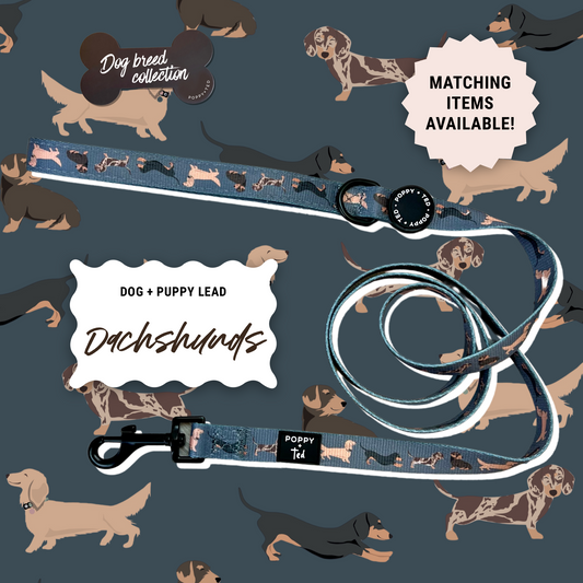 Dachshund Lead: Breed Collection