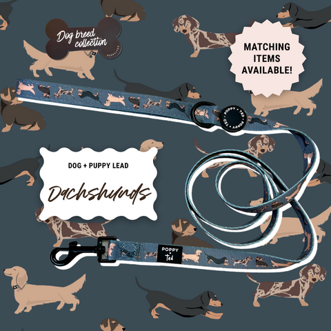 Dachshund Lead: Breed Collection - *2 LEFT*