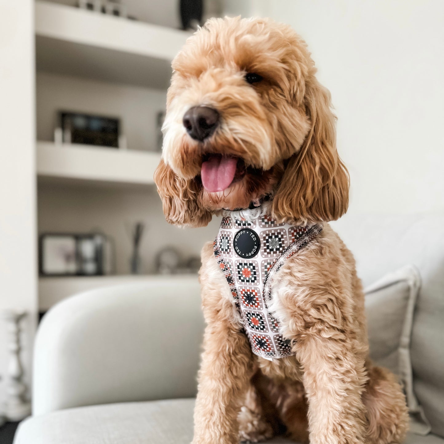 Adjustable Dog Harness | Grandma's House