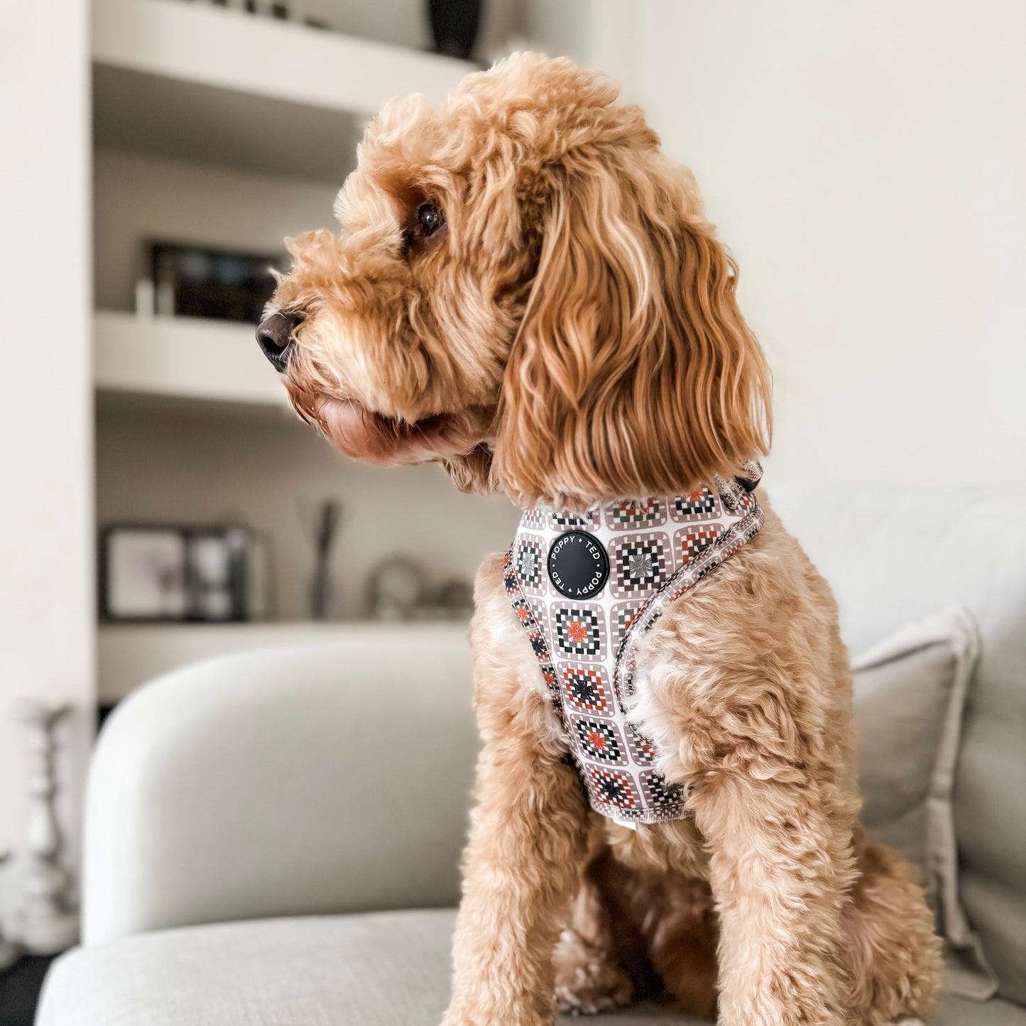 Adjustable Dog Harness | Grandma's House