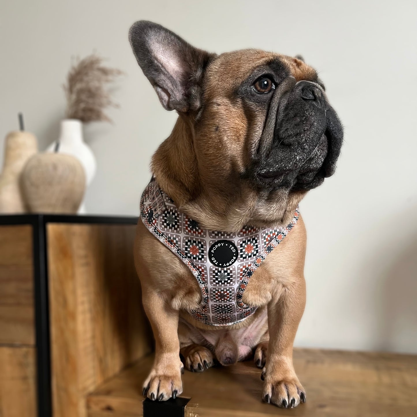 Adjustable Dog Harness | Grandma's House