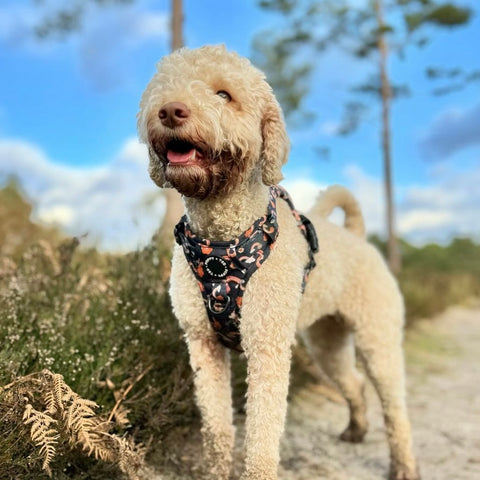 3-Click Tough Harness | No Rain, No Flowers