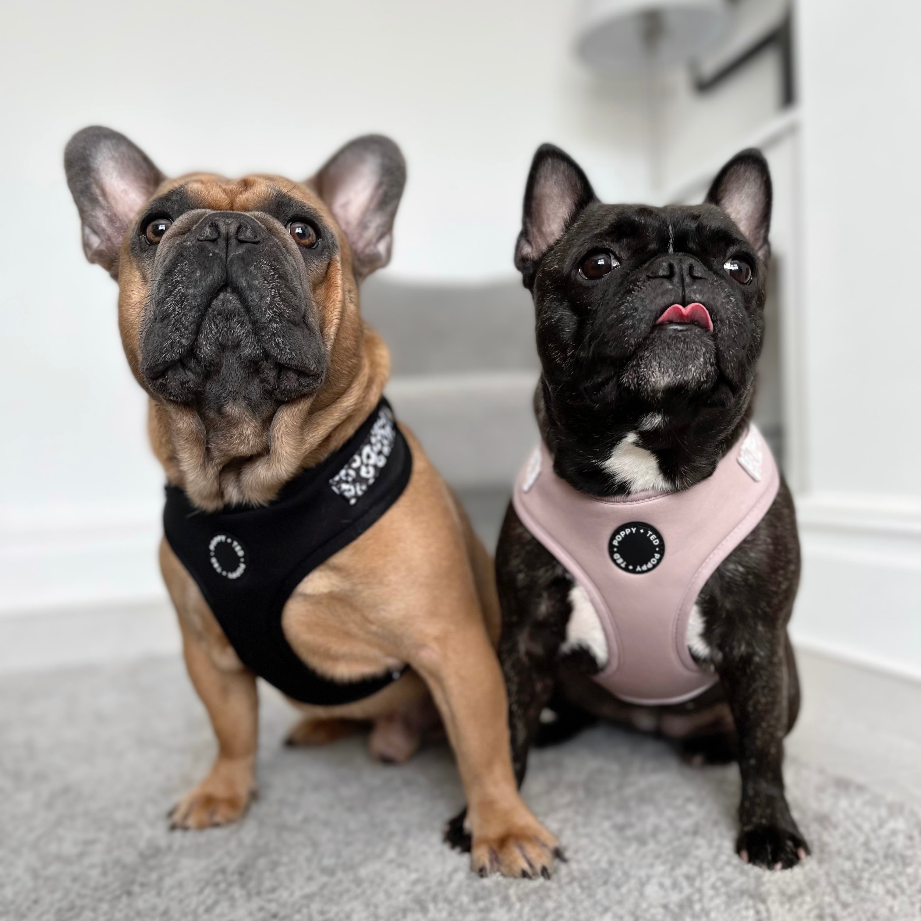 Personalised french best sale bulldog harness