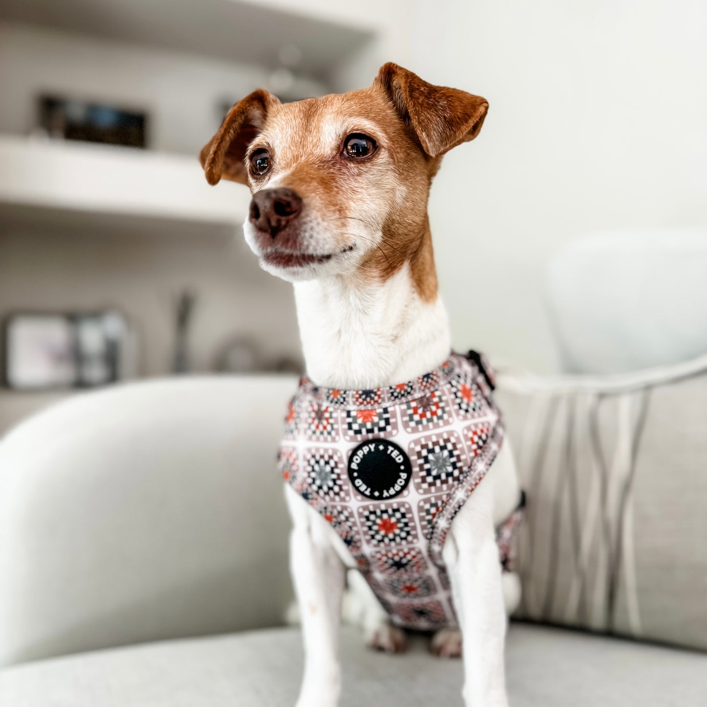 Adjustable Dog Harness | Grandma's House