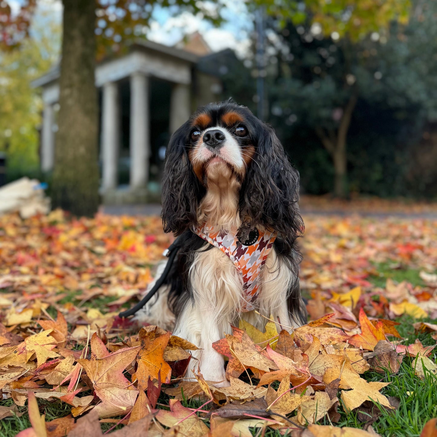 Adjustable Dog Harness | Cinnamon Spice Houndstooth