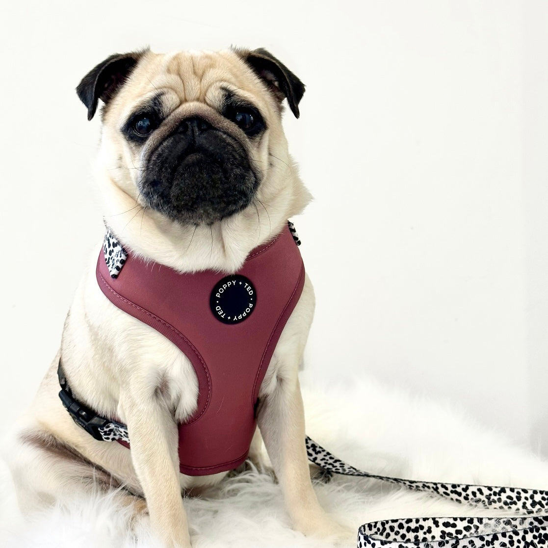 Pet harness best sale