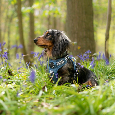 Luxe Collection | 3-Click Tough Harness | Blue Houndstooth