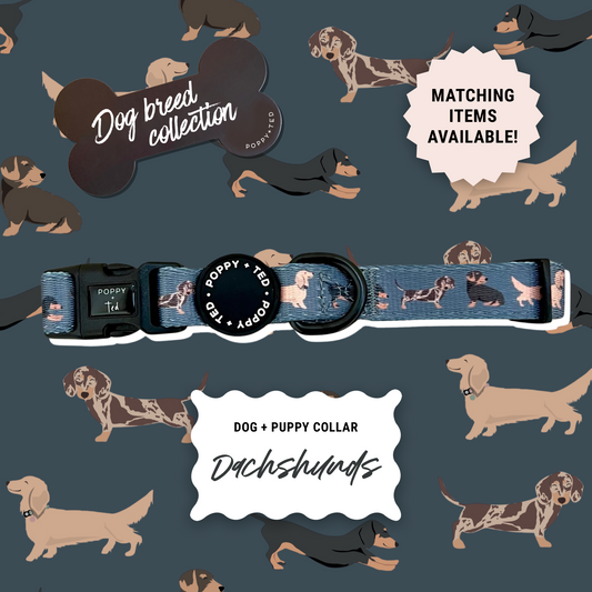 Dachshund Collar: Breed Collection