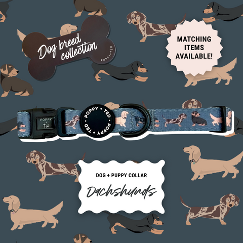 Dachshund Collar: Breed Collection - *1 LEFT*