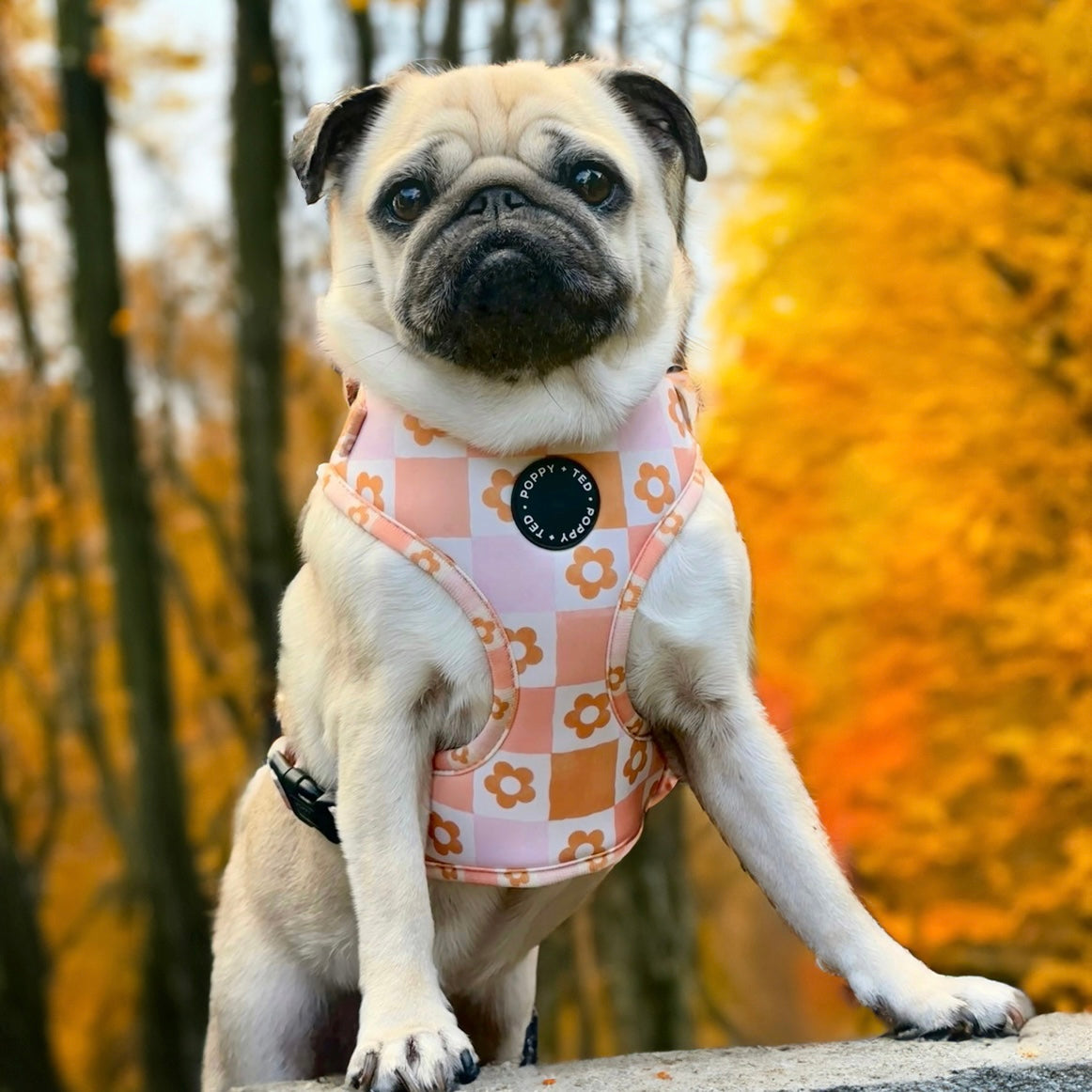 Adjustable Dog Harness | Flower Patch