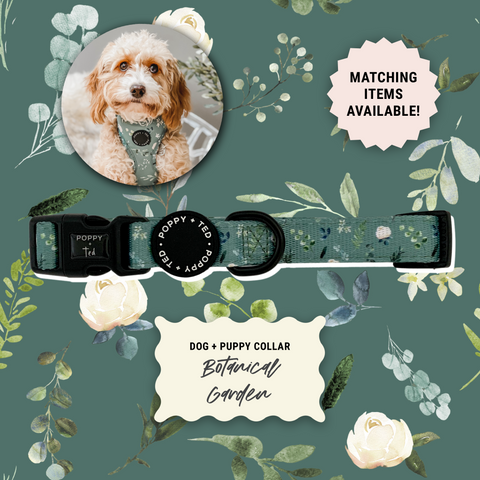 Walk + Wear | Dog Collar | Botanical Garden