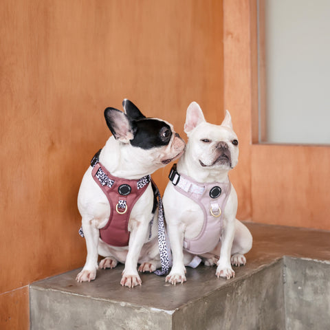 Luxe Collection | 3-Click Tough Harness | Berry Dalmatian