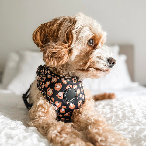 Adjustable Dog Harness | Caramel Leopard